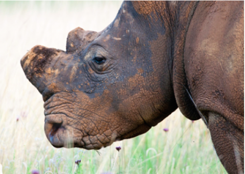 "Until the CITES conference reaches a decision in 2016, if it does end up being asked to debate the issue, this court judgement, to my mind, takes the matter no further forward." Photo: istockphoto.com