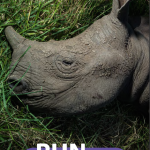 Join the ‘Run for Rhinos’ Event in Hanoi on December 13!
