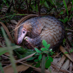 Join the Campaign to Save Vietnam’s Pangolins from Extinction