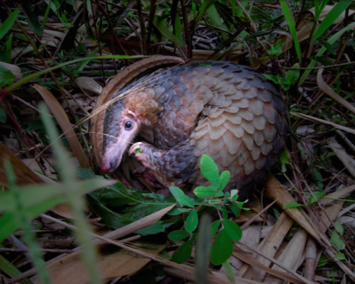 Just as the world is starting to learn about the amazing pangolin, this wonderfully strange animal is approaching the brink of extinction -- due entirely to human consumption. Photo: ENV / youcaring