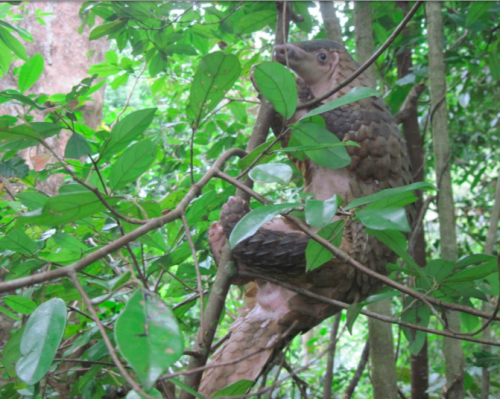 This endearing mammal may very well go extinct before most of the world has even heard of it. Photo: ENV / youcaring