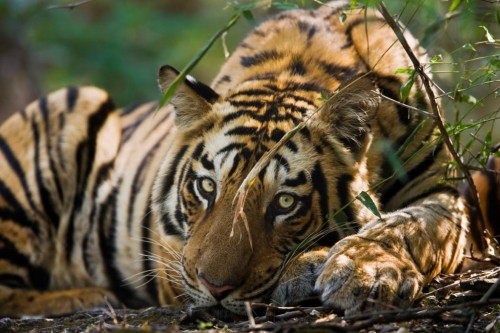 In 2007, at CITES COP14, a Decision was adopted essentially stating that tigers should not be bred for trade in their parts and derivatives, and that tiger farms should be phased out. Photo © (c) Elliott Neep / www.elliottneep.com