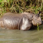 China Requests ‘Gift’ of Rhinos from Nepal