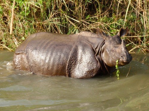 Two greater one-horned rhinos will be "selected" from Nepal's Chitwan National Par and "gifted" to China. Photo by By John Pavelka via Wikimedia Commons