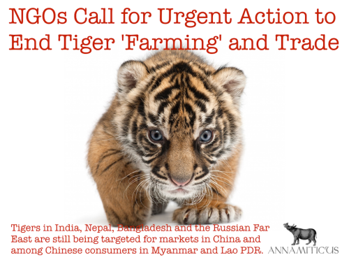 Tiger “farming” has been allowed to drag on for too long. It is time for more decisive action towards achieving Zero Demand, and to hold accountable those countries that are implicated in tiger “farming” and trade in captive tiger parts and products.