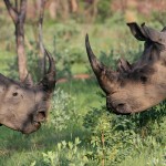 Rhino Poaching in South Africa Declining, But Still Too Soon to Celebrate