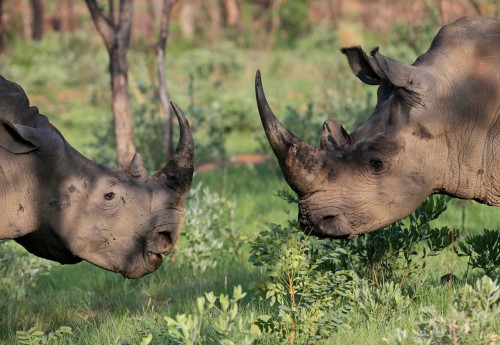 South Africa's so-called good news about rhino poaching is under scrutiny. Photo courtesy of Conservation Action Trust.