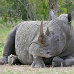 Combating Wildlife Crime: “A cynic is a man who …