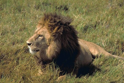 Is Bubye Valley Conservancy breeding fenced lions for canned hunts? Photo by Public Domain Images via Wikimedia Commons