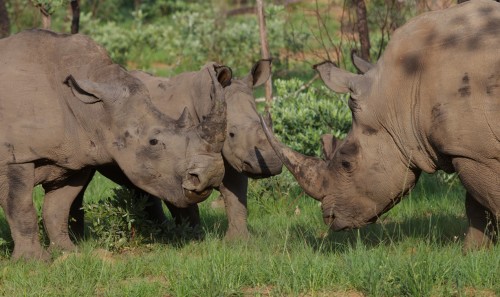 South Africa's scheme to propose a legal trade in rhino horn is likely to bring embarrassment to the host country at CITES COP17. Photo courtesy of Conservation Action Trust.