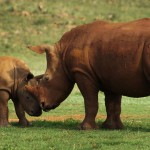 Rhino Hunting is Not Compatible with Conservation