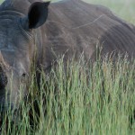 BREAKING: Swaziland Submits Rhino Horn Trade Proposal for COP17