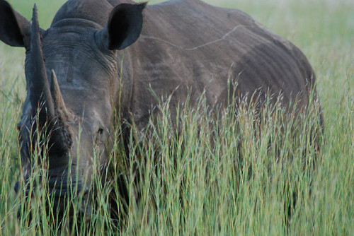 Swaziland hopes to sell its white rhino horn stockpile as well as horns "harvested" from white rhinos. Photo by nick farnhill via Wikimedia Commons