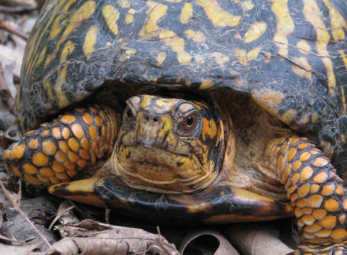 Jailed Turtle Trafficker Files For Appeal :: Annamiticus