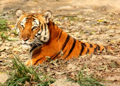 Tiger populations are showing signs of recovery in countries that do not breed tigers for trade in their parts and derivatives. China is falling behind. Photo by  J. Patrick Fischer  via Wikimedia Commons 