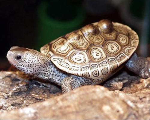 Kai Xu organized a turtle trafficking network that moved thousands of protected turtles from the United States to China. Photo: USFWS Headquarters on Flickr https://www.flickr.com/people/50838842@N06