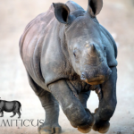 Confirmed: No Rhino Horn Trade Proposal from South Africa at CITES CoP17