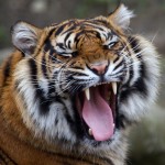 Tiger Range Countries Urged to Commit to Ending Tiger ‘Farming’ and Trade