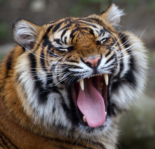 How can we expect demand-reduction campaigns to work in China if the Government itself tells consumers that it is acceptable to buy tiger skins? Photo by Tony Hisgett via Wikimedia Commons