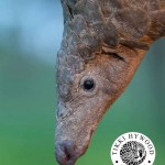 CITES Appendix I Listing Proposed for All Eight Pangolin Species