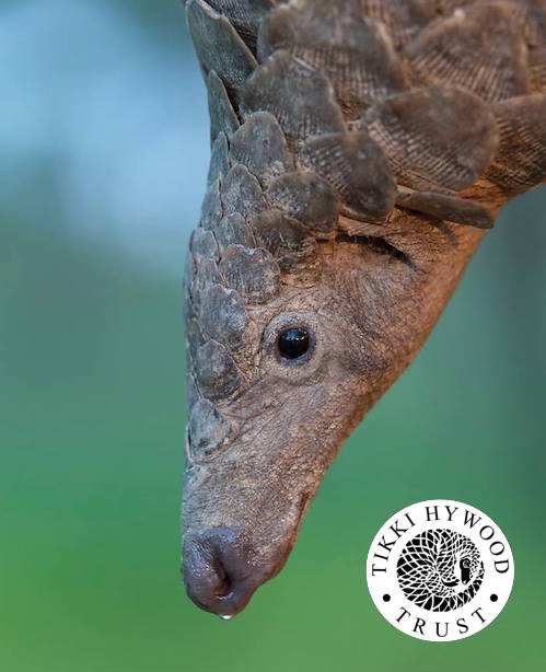 The United States is co-sponsoring the pangolin uplisting proposals along with five key pangolin range countries. Photo © Tikki Hywood Trust
