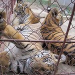 Wildlife Criminal Plans to Import Tigers into Vietnam