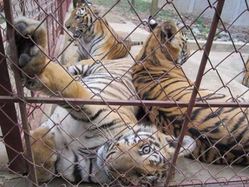 Tiger 'farms' are undermining efforts to save  wild tigers. Photo via Education for Nature-Vietnam.