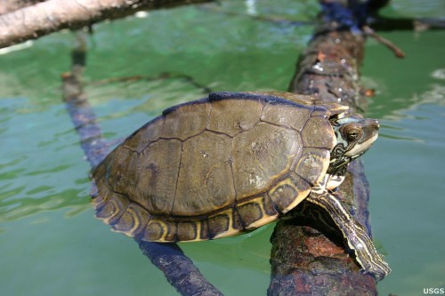 Pearl River Map Turtle (Graptemys pearlensis). Photo: Cris Hagen, University of Georgia, Savannah River Ecology Laboratory