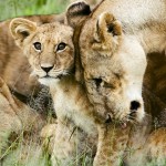 CITES Appendix I Protection Proposed for African Lions