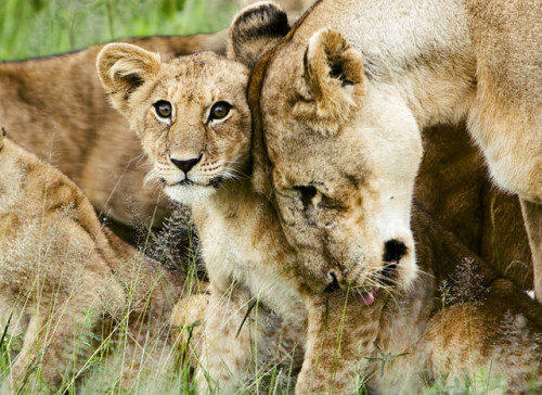 CITES Appendix II has proven insufficient to halt the precipitous decline of lion populations and the Appendix I listing is long overdue. Photo by David Dennis via Wikimedia Commons