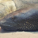 CITES Appendix II Protection Proposed for Africa’s Softshell Turtles
