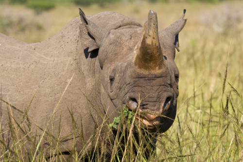 Wildlife farms, captive breeding operations and some zoos may be involved with laundering illegally acquired wildlife is just one of the key findings of a new UNODC report. Photo: istockphoto.com