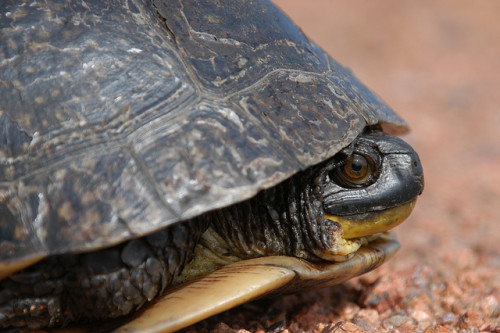 Blanding’s turtle (Emydoidea blandingii). Photo: USFWS