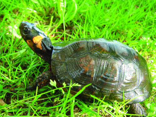 Bog turtle (Glyptemys muhlenbergii). Photo: USFWS