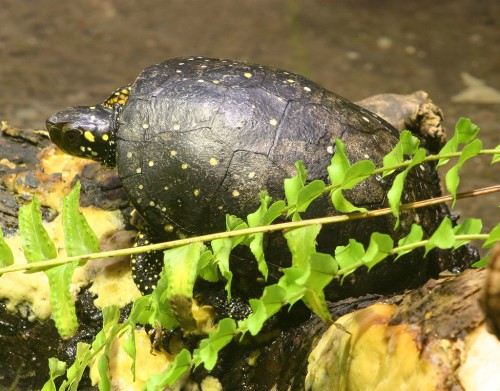 Spotted turtle (Clemmys guttata). Photo by Dave Pape via Wikimedia Commons