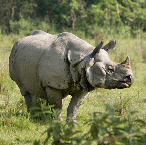 "Nepal's success is the result of a multi-pronged strategy - a strategy which does *not* include speculating on rhino horn trade nor does it include rhino trophy hunting." 