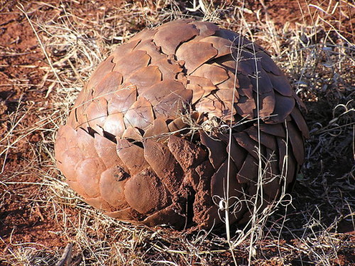 36 live pangolins were imported into the United States from Togo between January 2013 and April 2016. Photo by Masteraah via Wikimedia Commons