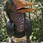 Illegal Trade Pushing Helmeted Hornbills Towards Extinction
