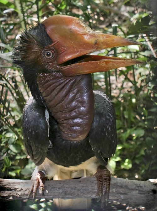 The illegal hornbill trade is  orchestrated by organized criminal gangs. Photo by Doug Janson via Wikimedia Commons