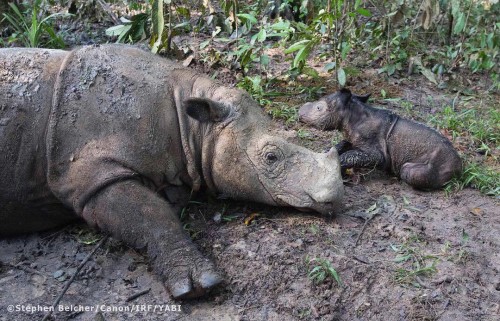 Sumatran rhino Ratu with her new baby girl. Photo via International Rhino Foundation