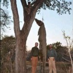 Trophy-Hunting Trump Jr. Sets Sights on ‘Re-Shaping’ Wildlife Policies