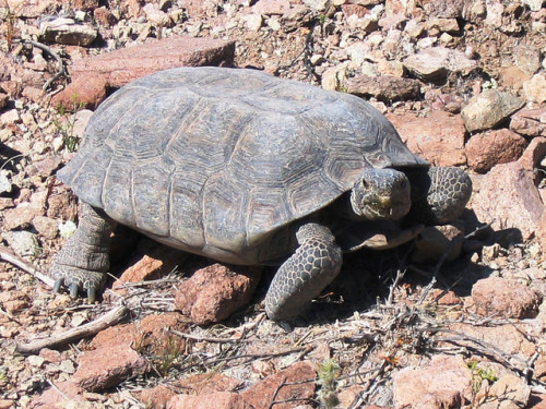 Mojave Desert Tortoise (Gopherus agassizii). Photo: Roy C Averill-Murray / USFWS