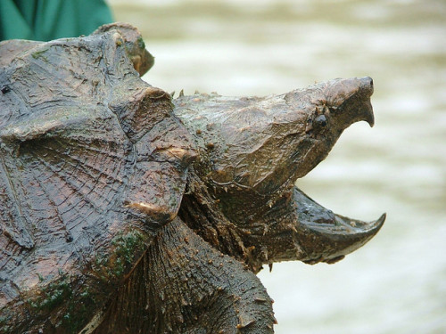 Alligator Snapping Turtle (Macrochelys temminckii). Photo: Garry Tucker / USFWS