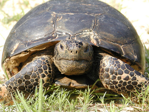 Gopher Tortoise (Gopherus polyphemus). Photo: Randy Browning / USFWS