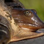 United States Lists Four Native Turtle Species in CITES Appendix III