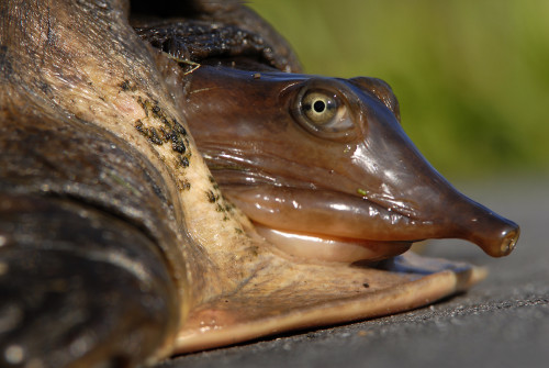 "Existing laws have not been completely successful in preventing the unauthorized collection and trade of these four native U.S. freshwater turtle species." Photo: Andrea Westmoreland BY CC SA 2.0