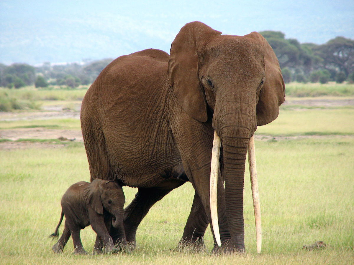 "I’m no biologist or zoologist but that suggests to me that these came from juvenile elephants."