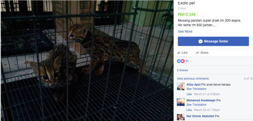 Leopard cats for sale in a Malaysian Facebook group, despite protected status.