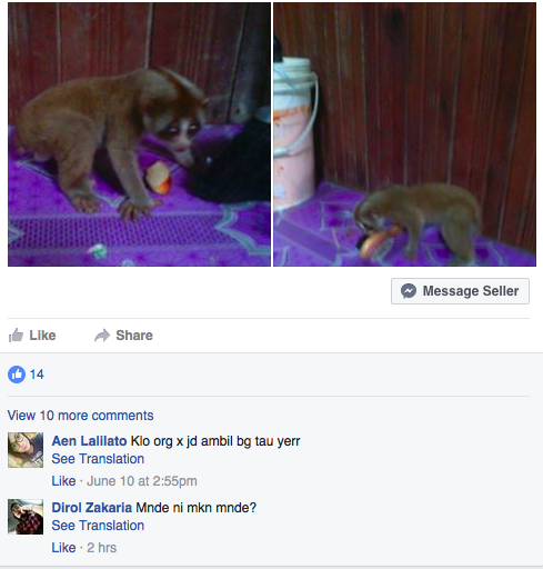 The plight of Southeast Asia's loris is well-publicized, yet illegal trade continues in Facebook groups.