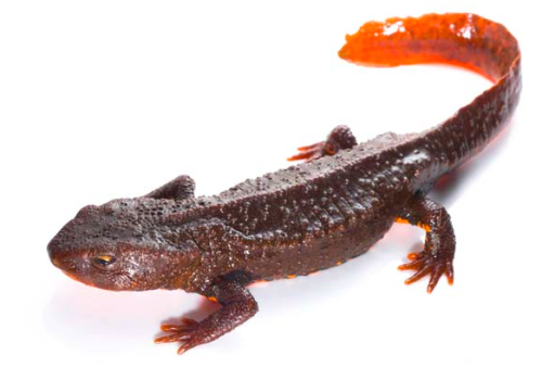 “These amazing amphibians are being harvested and traded almost completely under the radar,” said Dr Chris R. Shepherd, Regional Director of TRAFFIC in Southeast Asia. Photo © Jodi Rowley